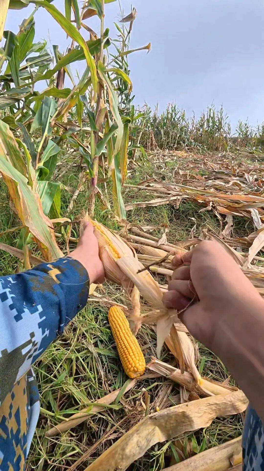 皇冠信用網会员_大学生8天假掰了7天半玉米:自己多弯一次腰皇冠信用網会员,父母就少吃一点苦