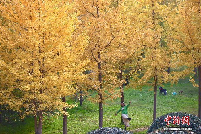 欧冠足球比分
_陕西西安：银杏林由绿转黄吸引市民游玩