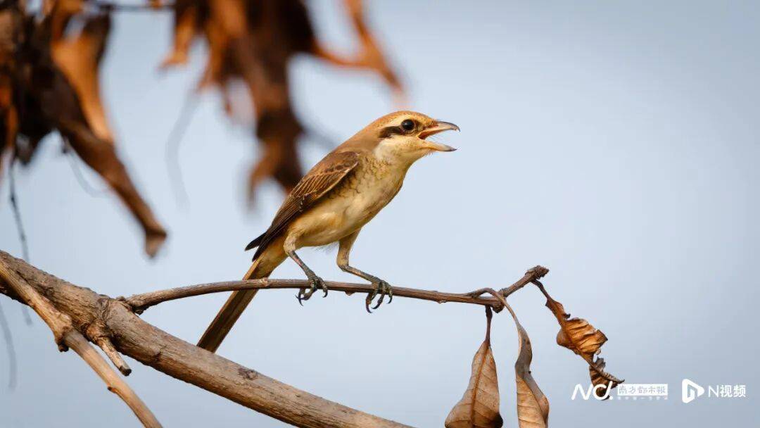 皇冠信用盘最新地址
_东莞最新发布：将严厉打击这些行为皇冠信用盘最新地址
！